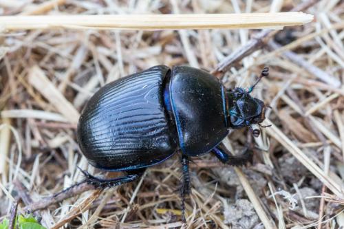 Geotrupes sp.
